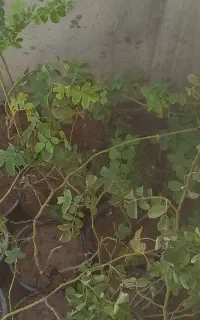 نهال بوته گل محمدی