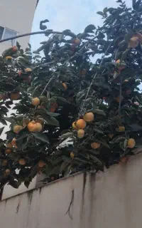 سبوس فروشی برا اردک و غاز