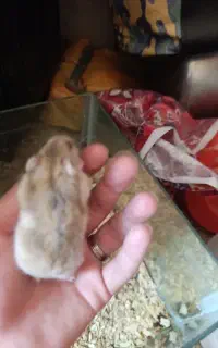 همستر بازیگوش