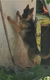 سگ ژرمن اصیل ماده  معاوضه