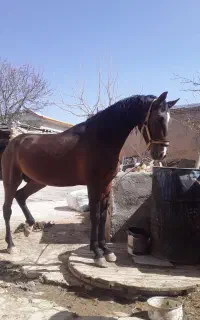 کشش اسب کرد