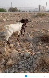 پازن دروگ پاکستانی  برای داشت