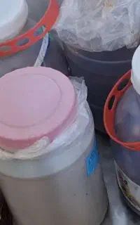 سیر ترشی