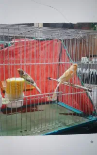 قناری نر و ماده