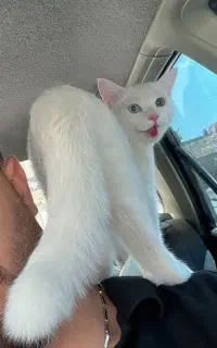 جونیور گربه سفید Van با رنگ چشم متفاوت