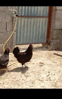 خورموج ومرغ