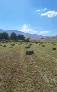 ۱۵۰۰بسته یونجه چین سوم و چهارم و پنجم بسته یک متری