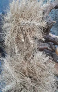 گندم