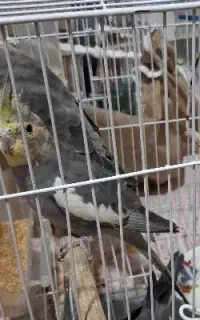 عروس هلندی جوجه وبالغ