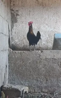 خروس
