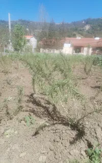 مشاور کشت و کار در زمین و مزرعه