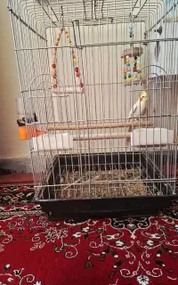 عروس هلندی
