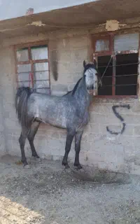 فروش اسب