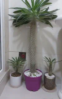 نخل ماداگاسکار