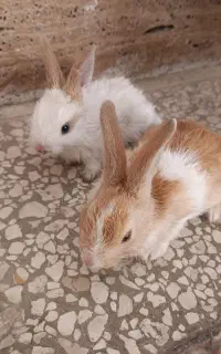 خرگوش ناز