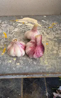 نگهبان محوطه