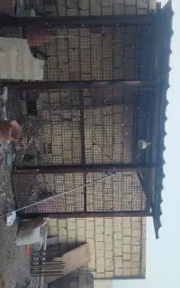 قفس بزرگ  با دو در