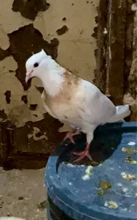 طوقی هفت رنگ ماده