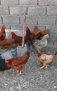 مرغ تخمگذار