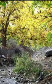 مشهد گردی