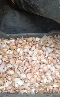 فروش سیر حبه شده