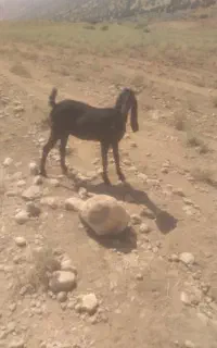 سلام بزدوقلوزافروشی