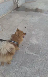 فروش‌سگ‌پامرانیان