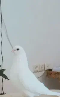 کبوتر گمشده