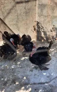 ۴عدد بوقلمون