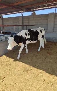 تلیسه درجه یک