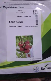 بذر گوجه گلخانه ای