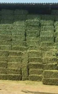 خریدار یونجه