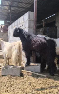 کهره نر و دبر چاق