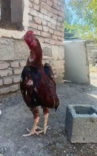 خروس لاری اوشامو ترک