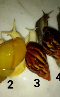 فروش انواع حلزون اچاتینا حیوان خانگی و تخم حلزون