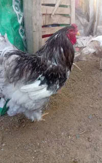 خروس برهما بلو