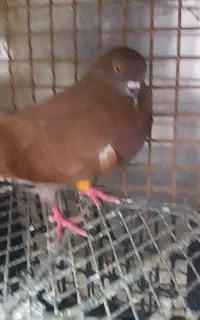 کبوتر سرخ دم سفید بالغ          جنسیت  نر