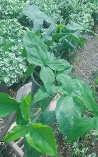 فروش گل