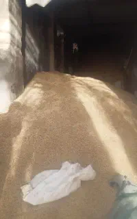 فروش جو محلی درشت و مغز دار