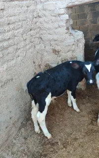 گوساله نر وماده