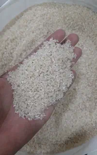 لاشه سرگل فجر یکدست