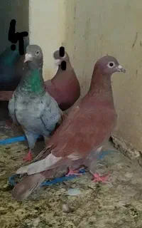 2تا کبوتر  ماده