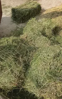 یونجه