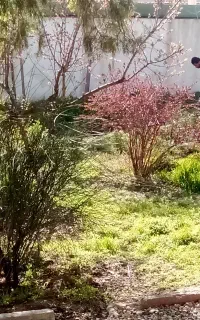 امورات باغداری