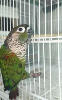 ماده یه سر پیرلی