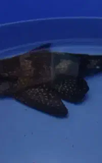 ماهی لجنخار