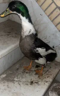 اردک سفید مشکی