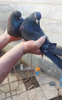 یک جفت کبوتر