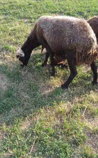 یک راس  گوسفند شال اصلا  دو قلو زا جوان