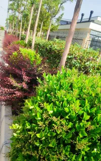 خدمات باغبانی